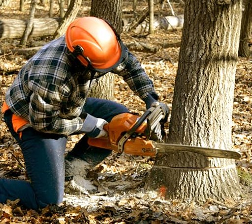 Tree Removal in Coleraine, MN